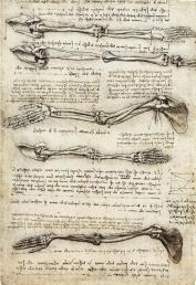 Studies_of_the_Arm_showing_the_Movements_made_by_the_Biceps